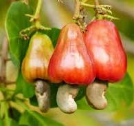 Cashew Sector Strategic Plan of the CLESIDRA Project