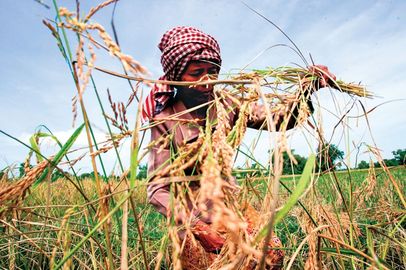Rice sector strategic plan of the CLESIDRA project